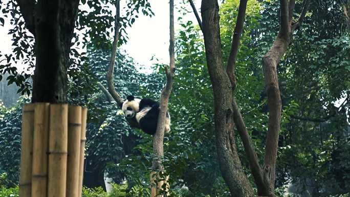 大熊猫合集熊猫吃竹子睡觉