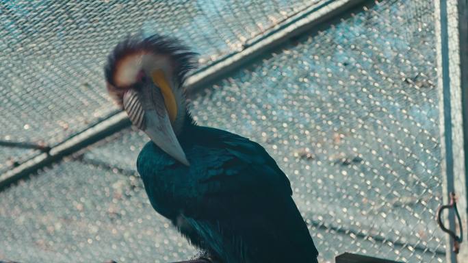 红山动物园鹦鹉实拍 8k超采4k