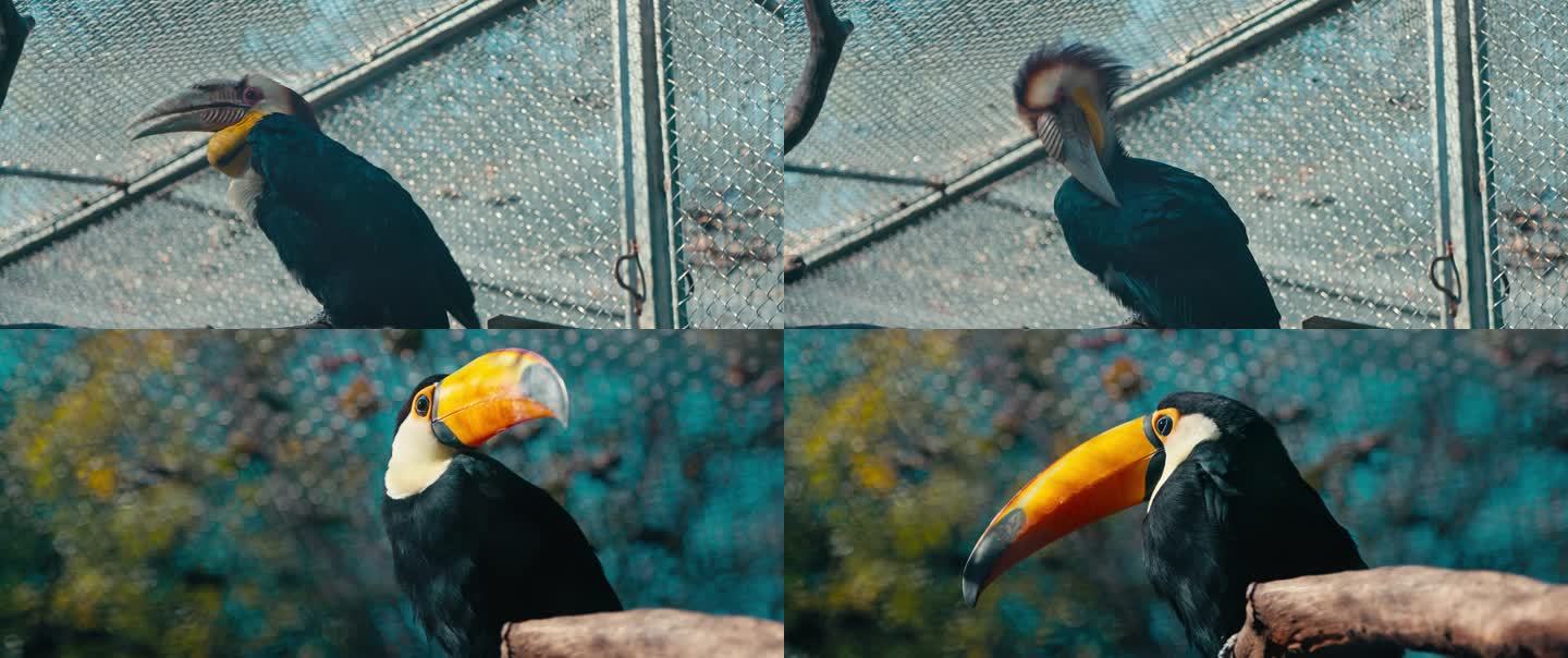 红山动物园鹦鹉实拍 8k超采4k