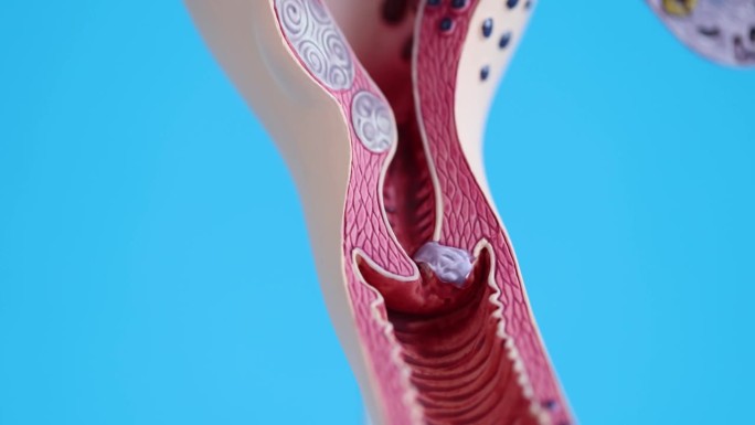 蓝色背景4k电影中女性生殖系统结构模型