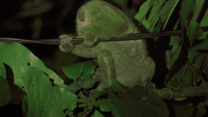 在树上的苏门答腊懒猴