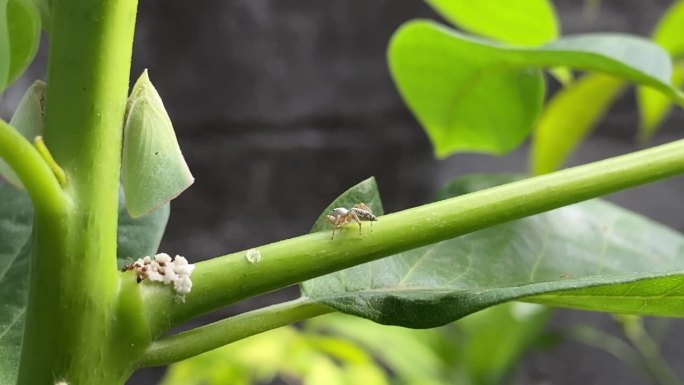 一段4k视频显示，一只小蜘蛛正在叶柄上行走，接近蚜虫群。小蜘蛛白天在花园里捕食昆虫。