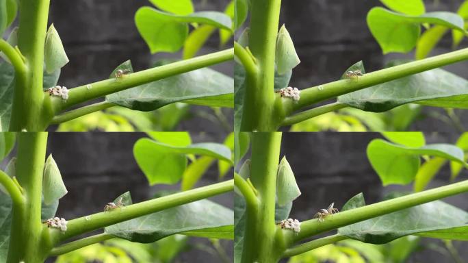一段4k视频显示，一只小蜘蛛正在叶柄上行走，接近蚜虫群。小蜘蛛白天在花园里捕食昆虫。
