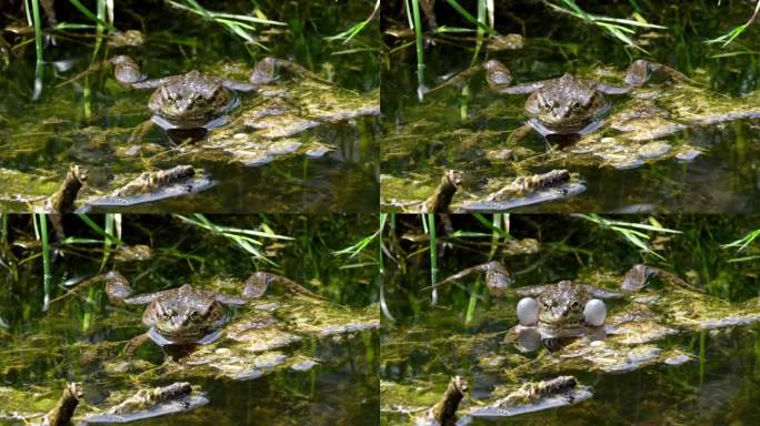 普通蛙，在水中呱呱叫的单一爬行动物，也被称为欧洲普通蛙