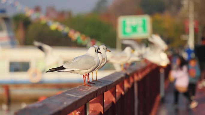 慢镜头升格冬天深圳海边公园休憩的红嘴海鸥