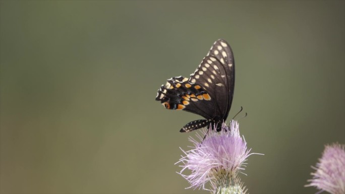 瓜达卢佩山脉国家公园里的巨型燕尾蝶