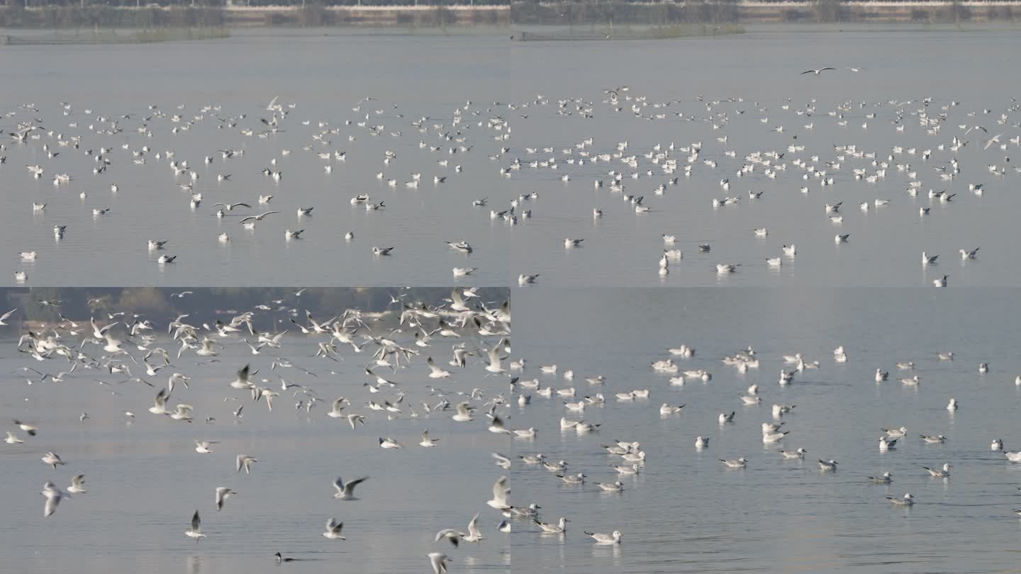 武汉江夏藏龙岛汤逊湖上的红嘴鸥候鸟