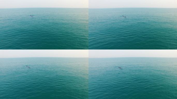 广西北海布氏鲸航拍4K_原创实拍16