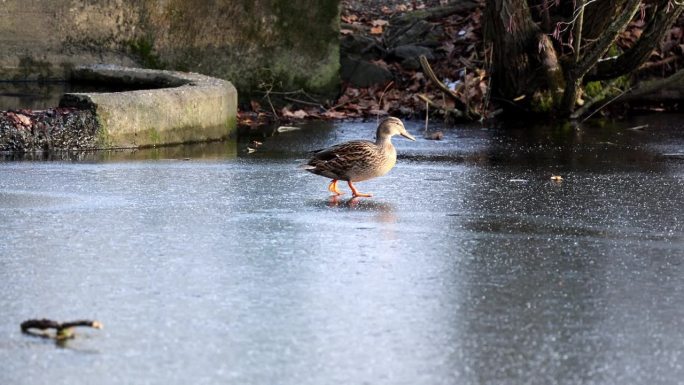 在一个寒冷的冬日里，在绍尔兰kalten Wintertag，一只einem鸭子在冰面上行进Ente