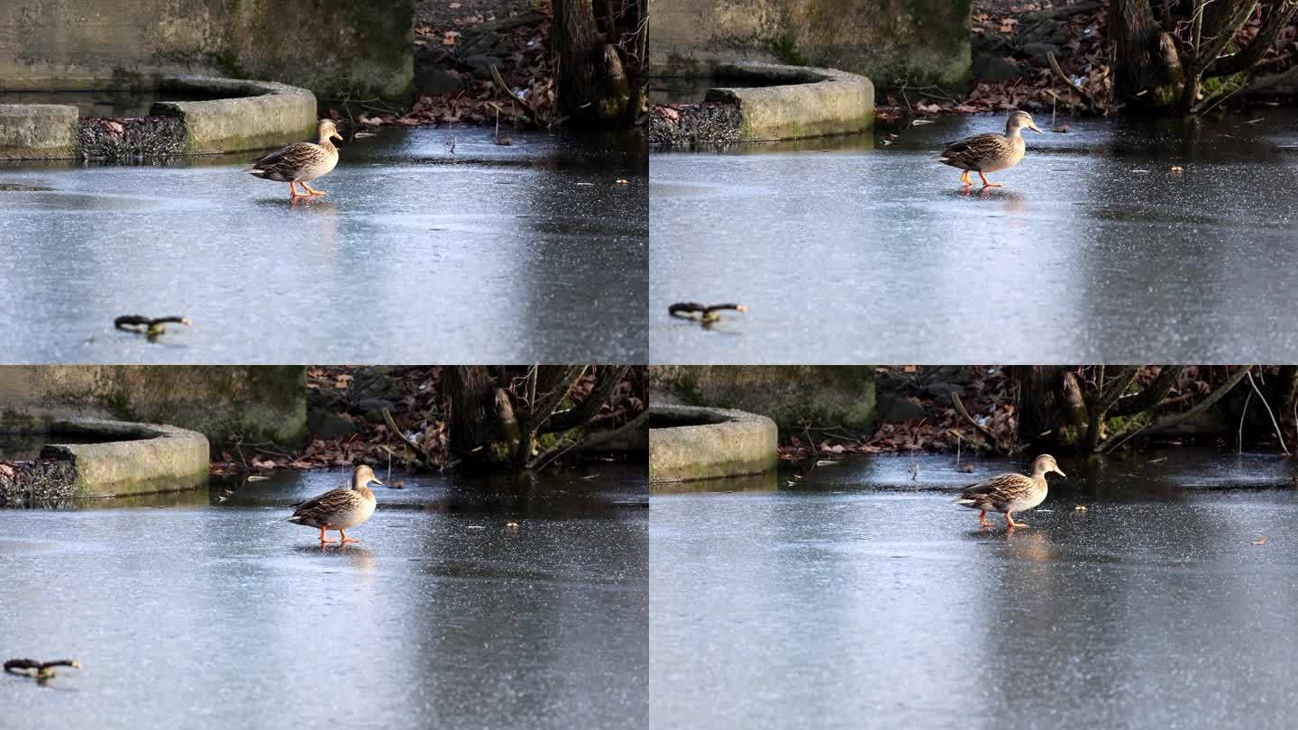 在一个寒冷的冬日里，在绍尔兰kalten Wintertag，一只einem鸭子在冰面上行进Ente