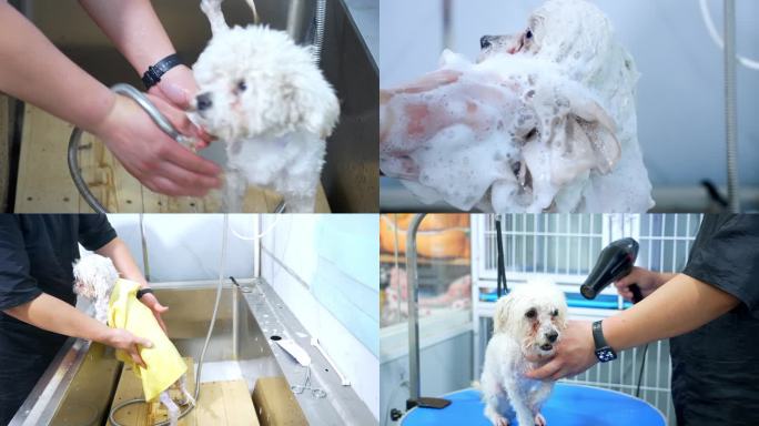 【4K】宠物护理 宠物狗洗澡 宠物狗