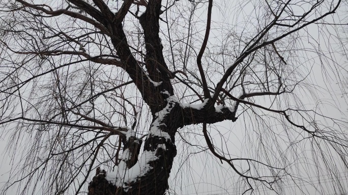 大树树杈落雪 积雪 雪景