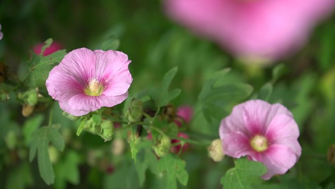 草丛中粉色的花朵