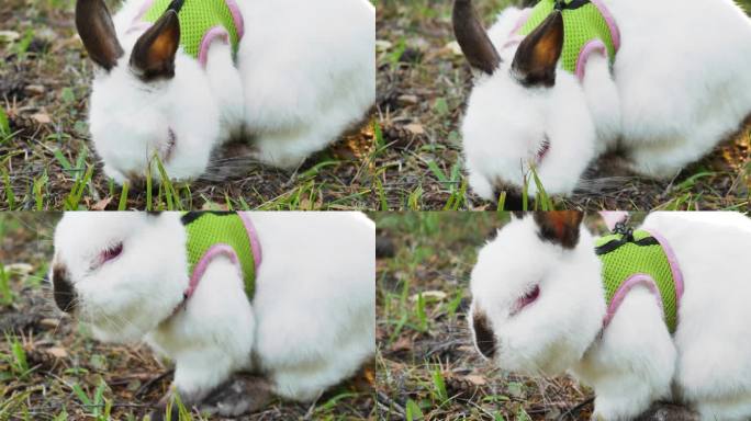 兔子啃草