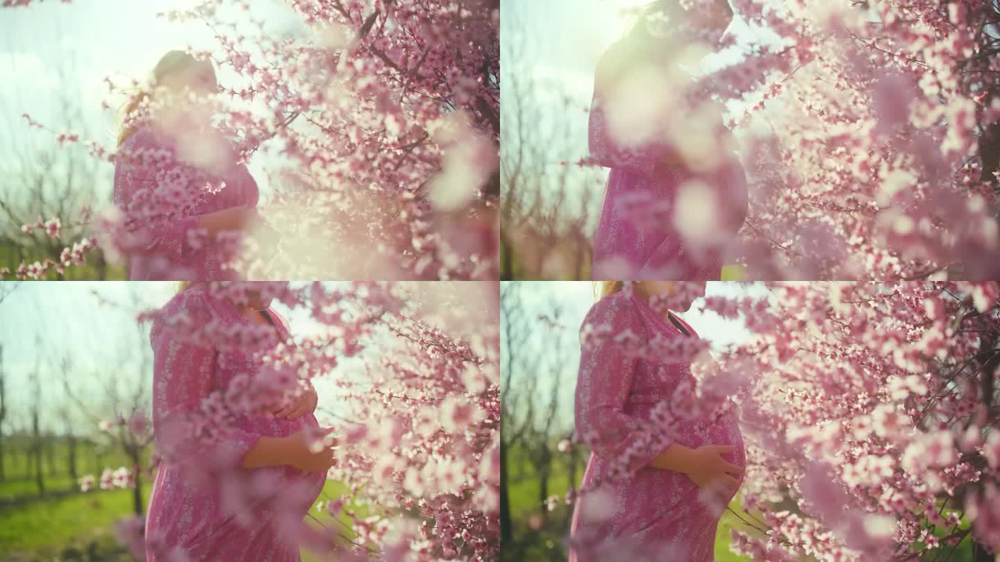身穿粉色连衣裙的孕妇站在多风的樱花丛中
