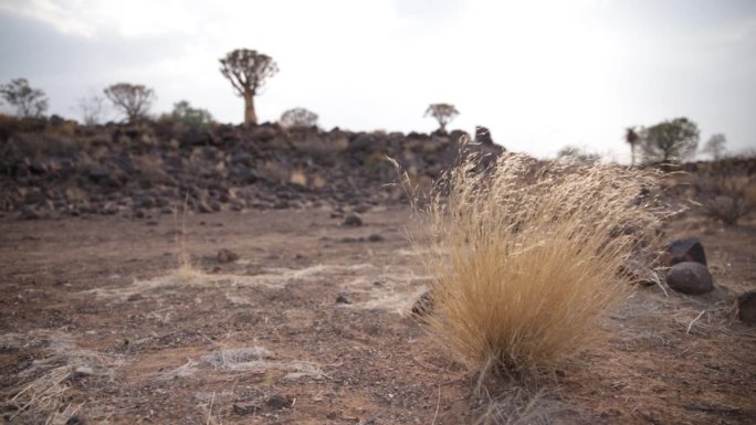 在纳米比亚keetmanshop的箭袋树森林里，金色的干草在风中飘扬，背景是箭袋树