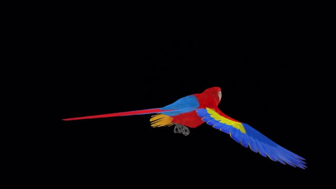 鹦鹉鸟-猩红金刚鹦鹉-飞行环-后角度看近距离