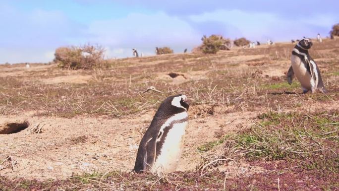 在蓝天下的麦哲伦企鹅群中央，地面拍摄了麦哲伦企鹅筑巢洞的周围环境