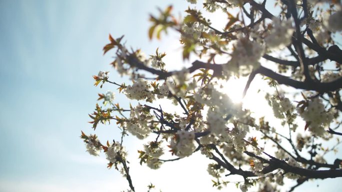 向上倾斜白色的樱花生长在阳光充足的树上