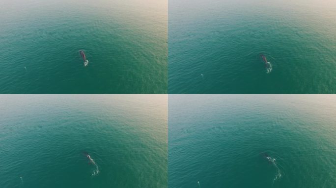 广西北海布氏鲸航拍4K_原创实拍18
