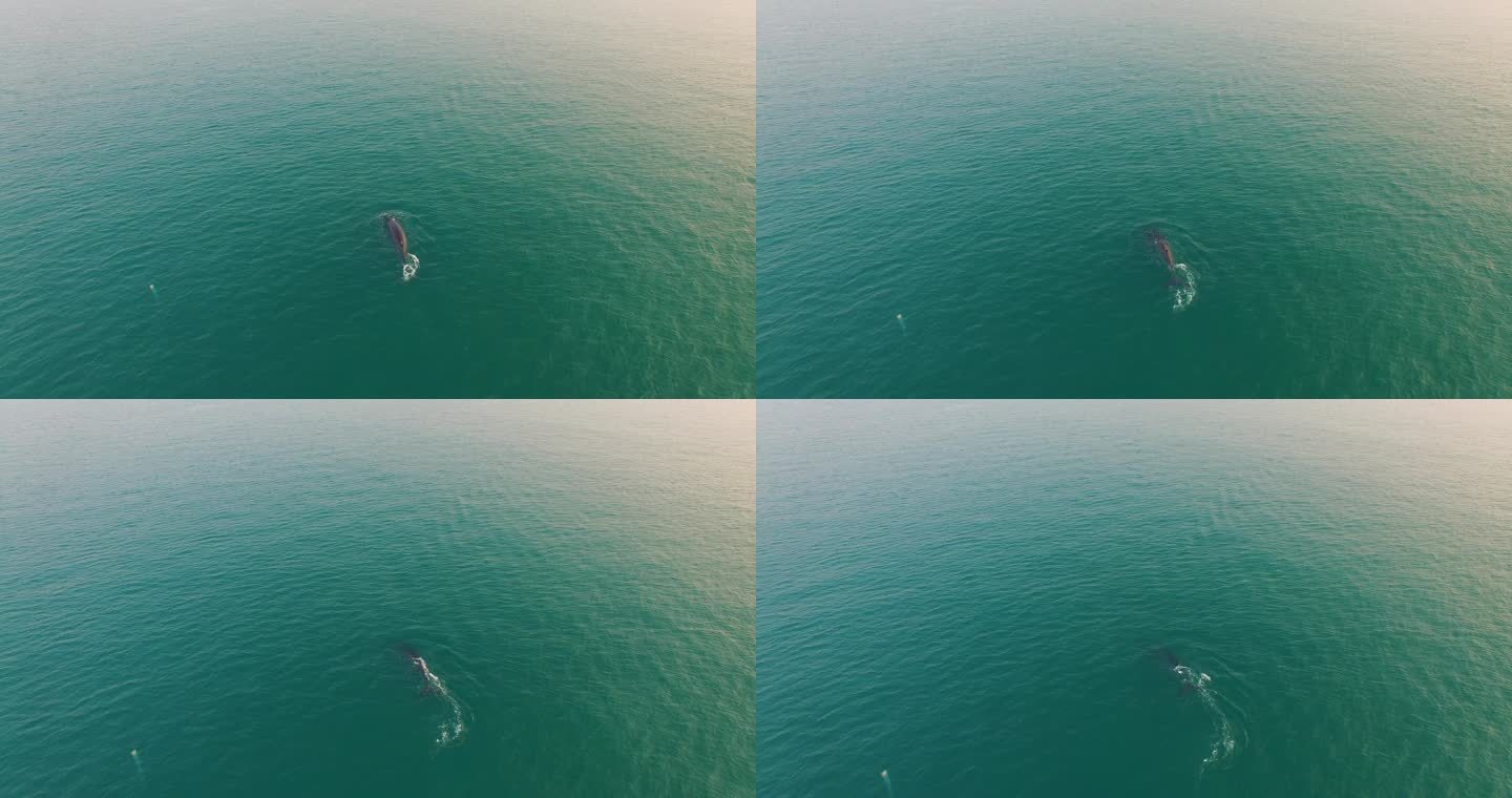 广西北海布氏鲸航拍4K_原创实拍18