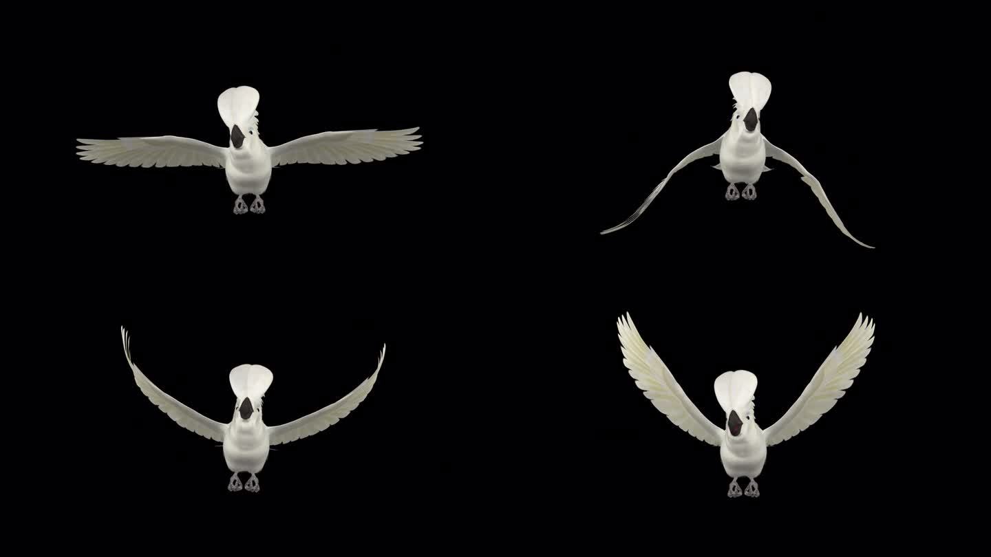 鹦鹉鸟-白伞凤头鹦鹉-飞环-前视图CU -阿尔法通道