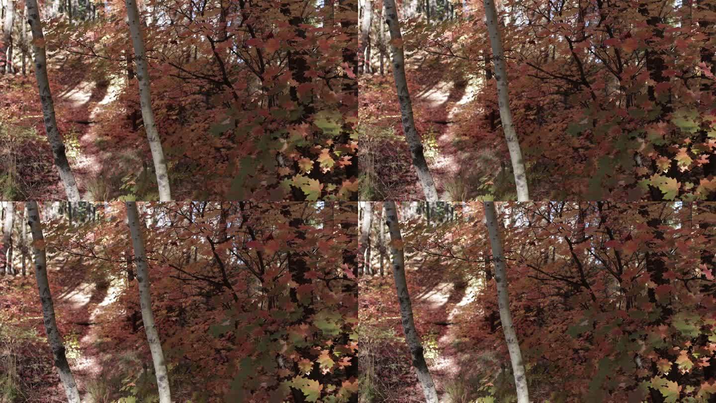 亚利桑那秋天的颜色，莱蒙山，图森，亚利桑那州