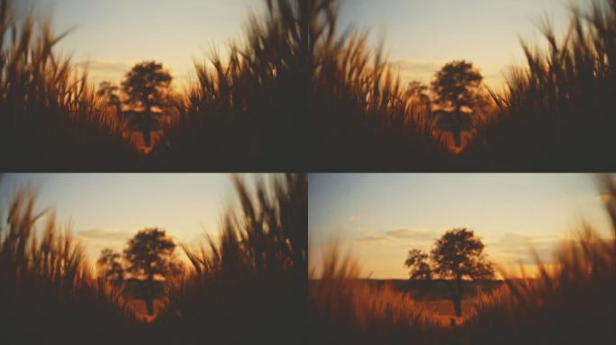 日出的田野里金色的小麦作物和树的剪影