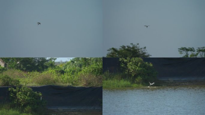 斑鱼狗捕鱼-升格动画