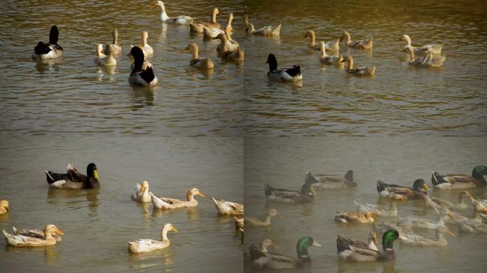 一群毛鸭子与洋鸭在河水里畅游嬉戏玩耍4K