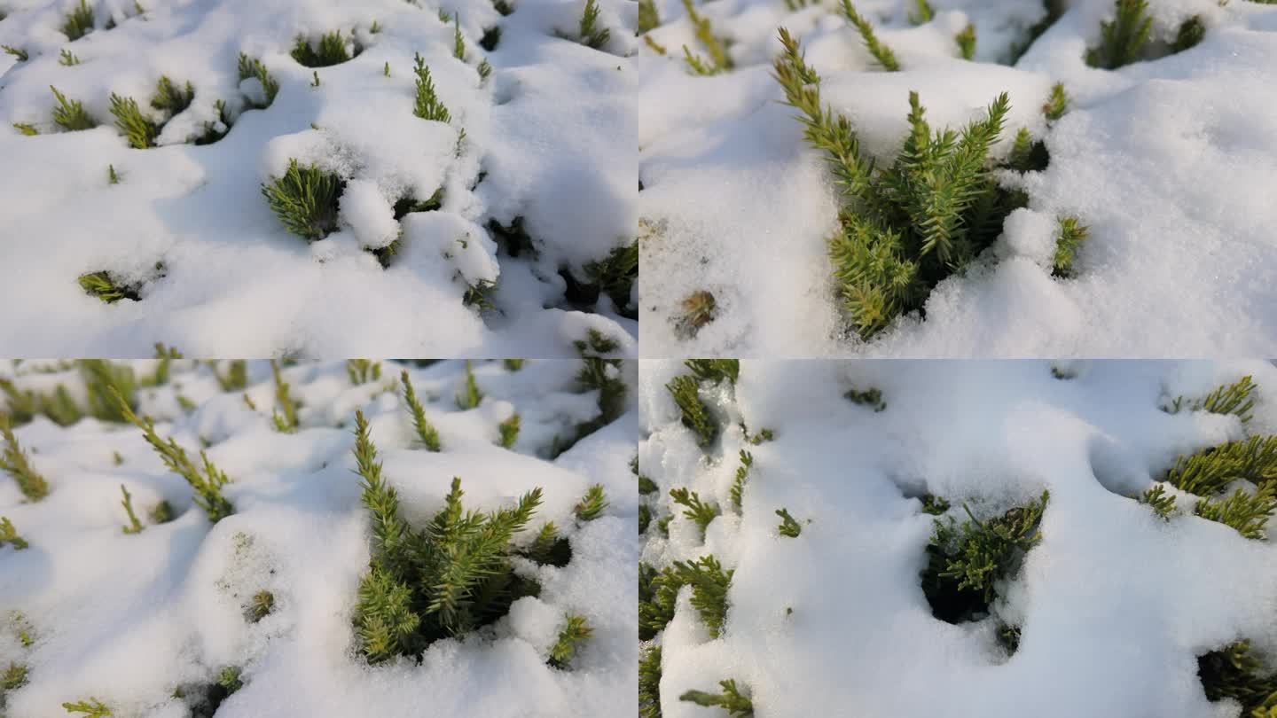 4k实拍冬季柏树积雪