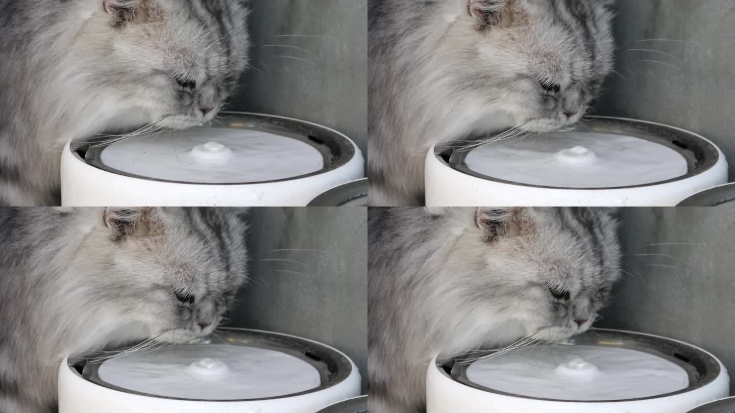 一只可爱的，可爱的白灰黑相间的波斯猫正在喝水。