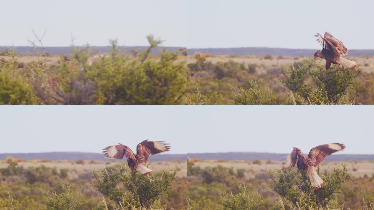 冠毛卡拉卡拉从一个灌木丛中起飞，在另一个灌木丛中缓慢地拍打着翅膀