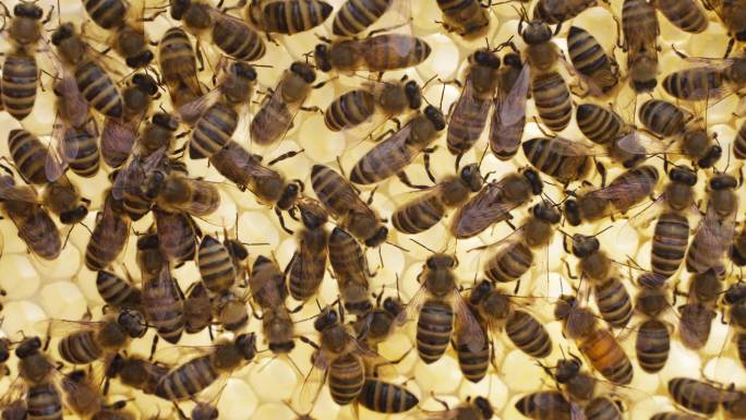 蜂蜡蜂巢上的蜜蜂特写可爱自然昆虫