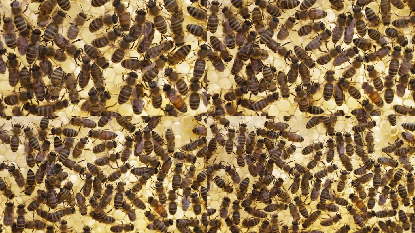 蜂蜡蜂巢上的蜜蜂特写可爱自然昆虫