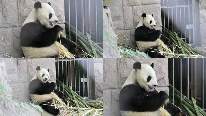 正在啃食竹子的可爱大熊猫