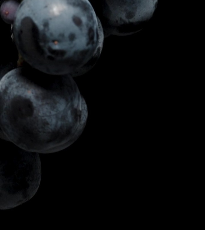 垂直视频。又圆又大的黑葡萄浆果，两束在黑色的背景上，旋转着。