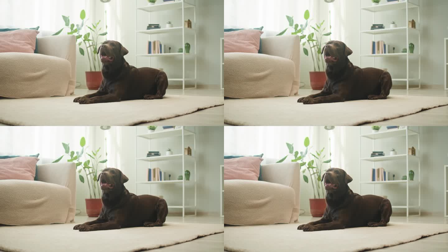 棕色狗的特写。一只寻回犬躺在客厅地板上，一只温顺的深色拉布拉多犬摆姿势。快乐的家养动物概念，最好的朋