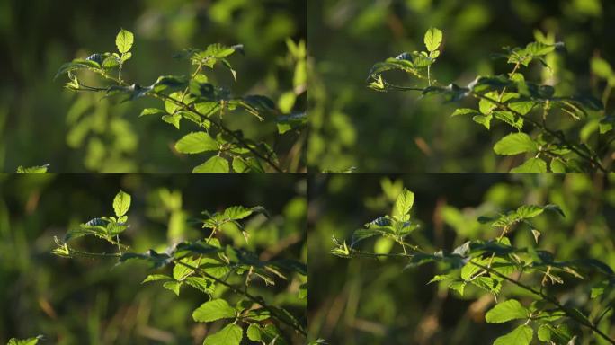 多刺的树莓枝上嫩绿的叶子被晨曦的背光照亮。近景视差镜头。