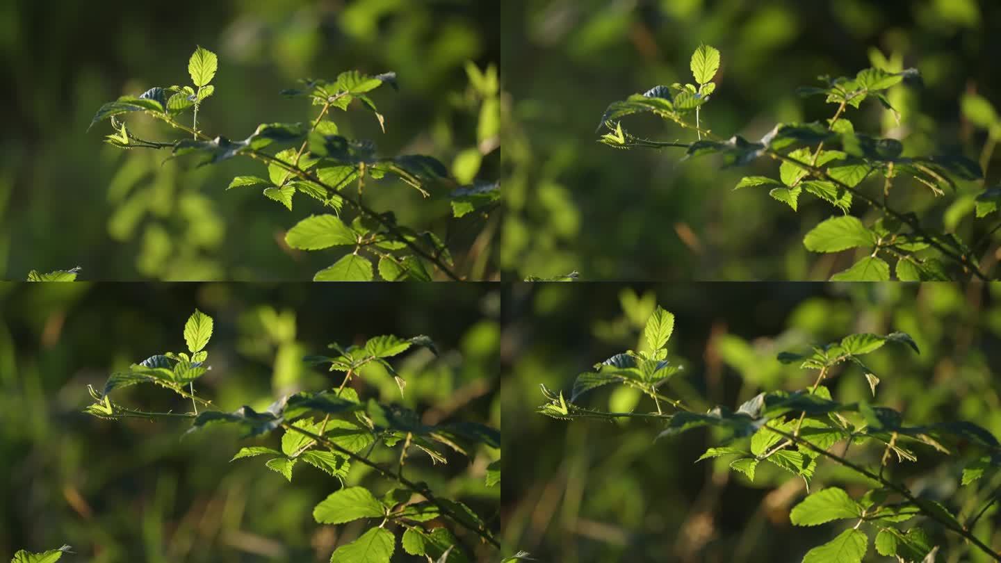 多刺的树莓枝上嫩绿的叶子被晨曦的背光照亮。近景视差镜头。