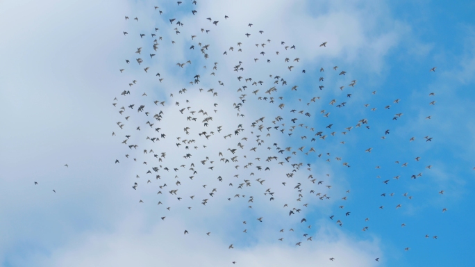 超多鸽子飞翔 蓝天白云