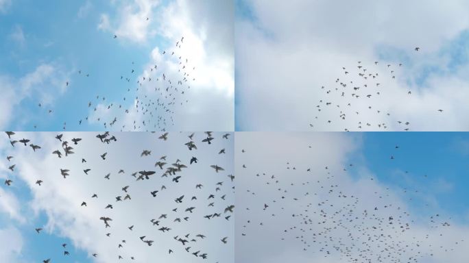 超多鸽子飞翔 蓝天白云
