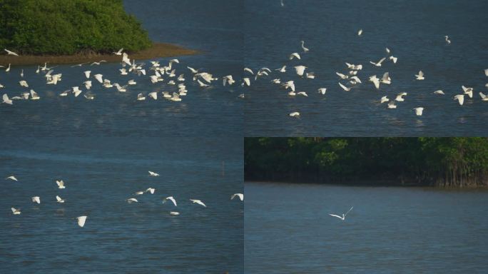 红树林白鹭飞翔-高速摄影