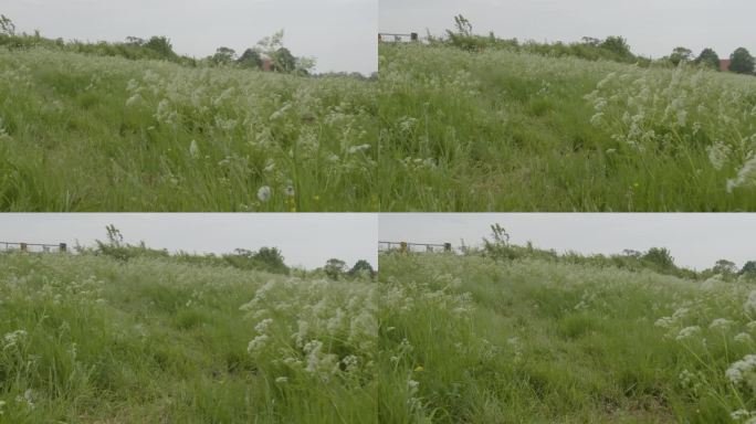 穿过草地朝大门走去