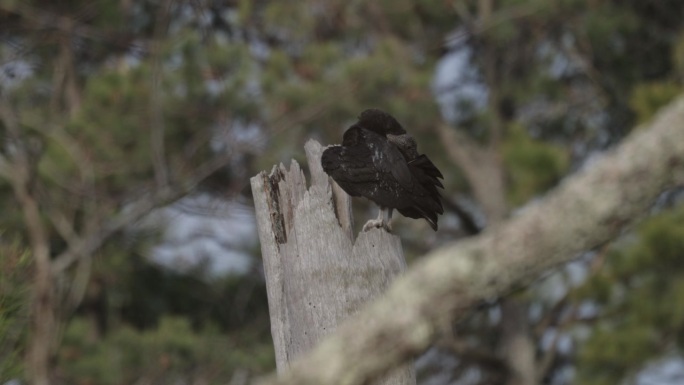 黑色秃鹫，佛罗里达