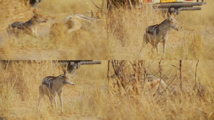 两只非洲豺(Canis mesomelas)为争夺食物而打斗的镜头