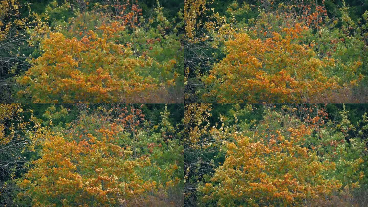 在微风吹拂的日子里，五彩缤纷的秋叶