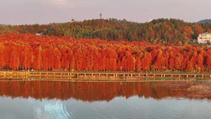 杭州 青山湖 临安 水杉 水上森林 日落