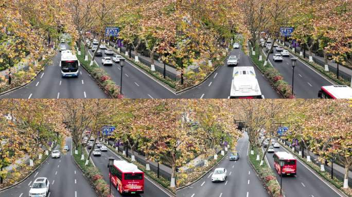 杭州西湖城市道路行道树法国梧桐秋天黄叶