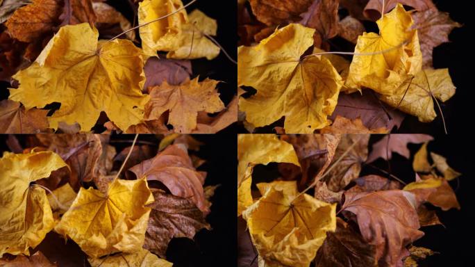 秋叶轻轻旋转，黄色、棕色和橙色的色调在柔和的光线下生动地闪耀着。